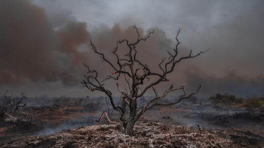 Pueden evitarse los incendios y desmontes que cada verano arrasan los bosques de la Argentina?