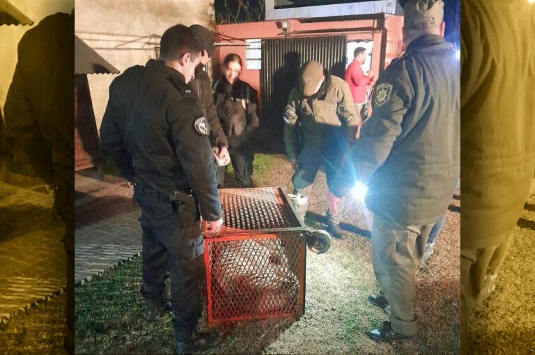 Sorpresa para una familia de Las Rosas: un puma en busca de alimento entró a su casa
