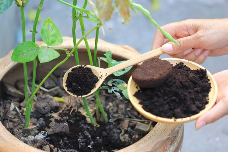 No tires el resto del café: con este truco mejora la fertilidad del suelo del jardín