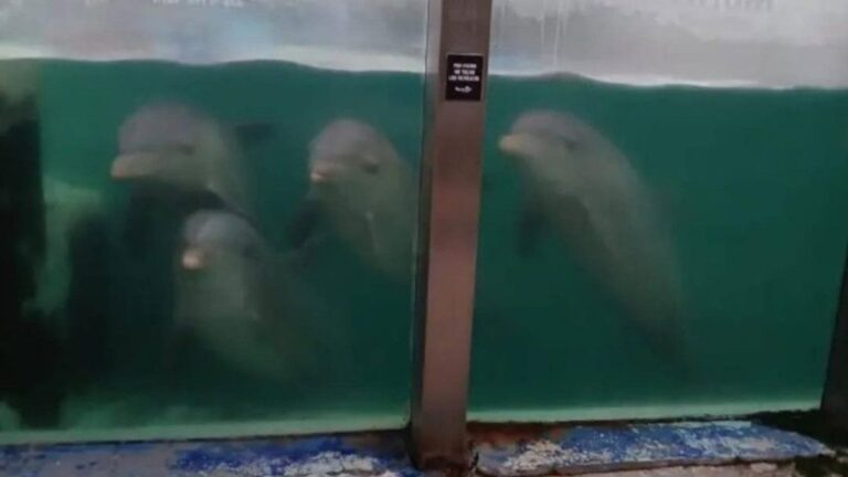 Denuncian que quedaron delfines abandonados tras el cierre del Aquarium de Mar del Plata
