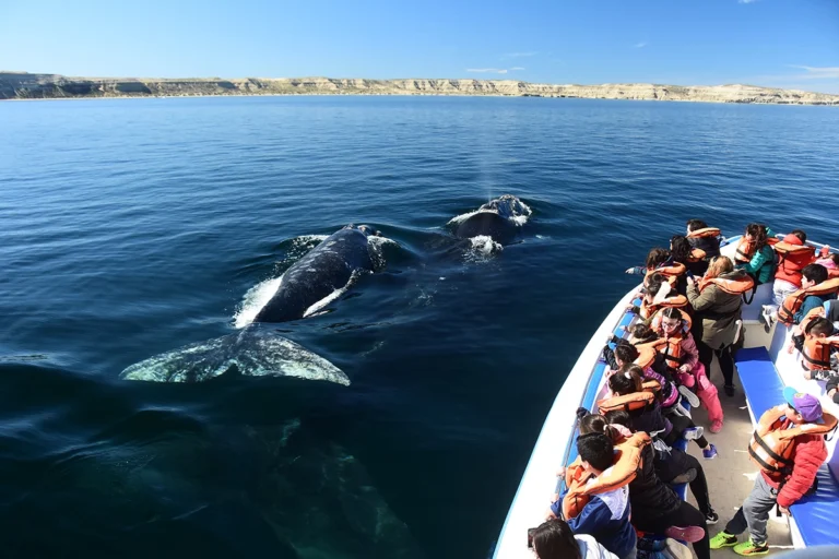 Récord histórico de ballenas en Península Valdés