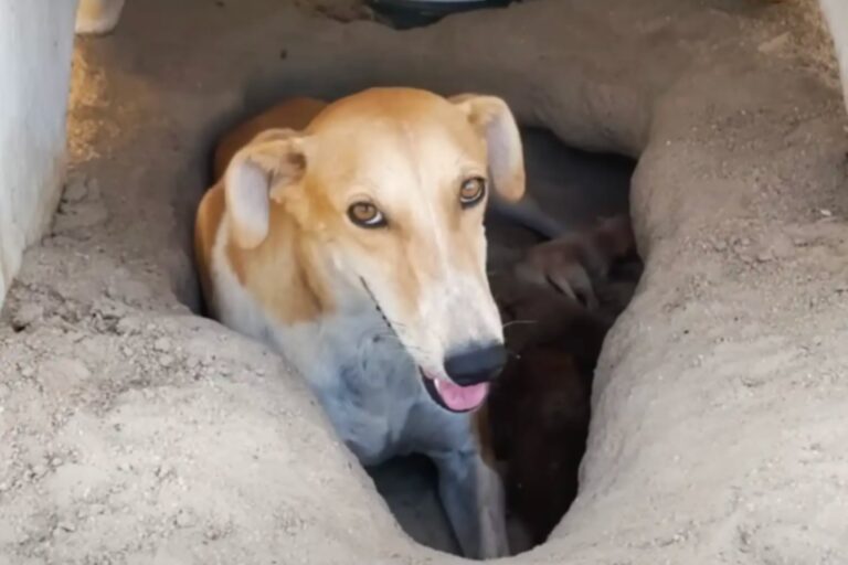 La abandonaron en el desierto, cavó un pozo para salvarse, y cuando la encontraron no podían creer lo que había con ella