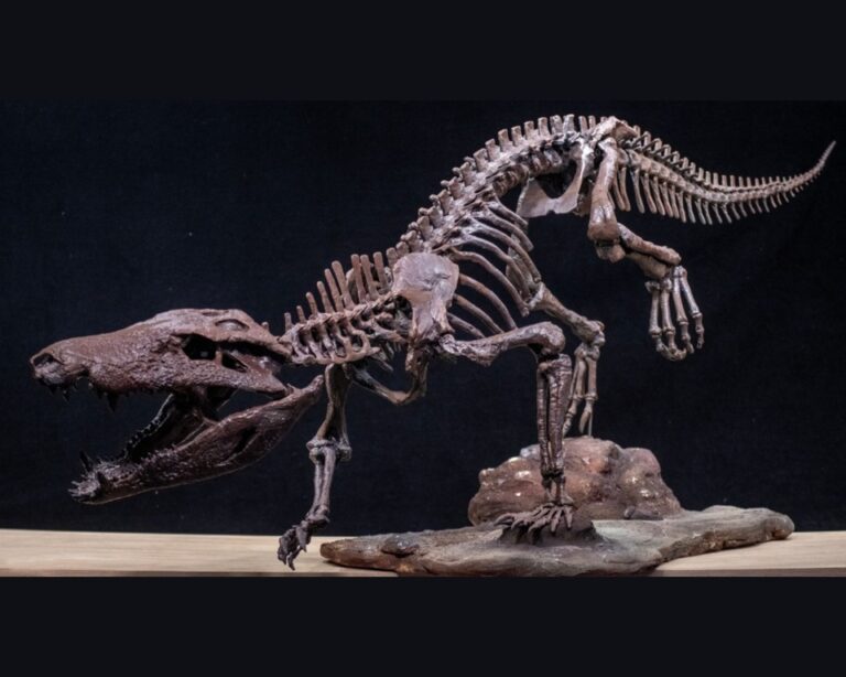 Un equipo del Conicet halló restos de un cocodrilo que convivió con los últimos dinosaurios en la Patagonia