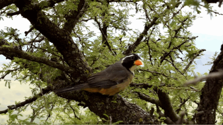 Cómo es el camino del tráfico de aves que baja del norte argentino y pasa por Santa Fe
