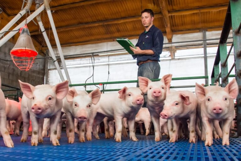 Opinión: llegó la hora del asociativismo en la producción de carne porcina