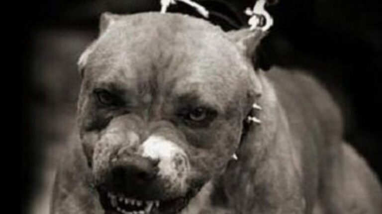 Avanza un proyecto para regular la tenencia de perros peligrosos: qué razas fueron incluidas