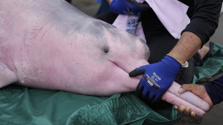 La «nueva fiebre del oro» contamina con mercurio el Amazonas, y el delfín rosado lo sufre