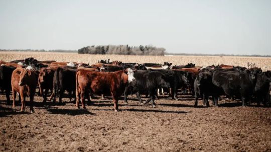 El sector de nutrición animal toma positivamente la baja de retenciones y pide que la medida sea permanente