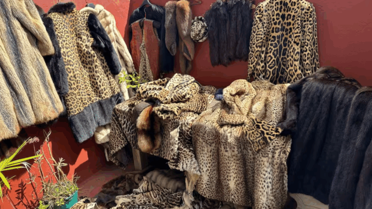 Tráfico ilegal de fauna: secuestran 600 mil dólares en tapados y bolsos de animales protegidos