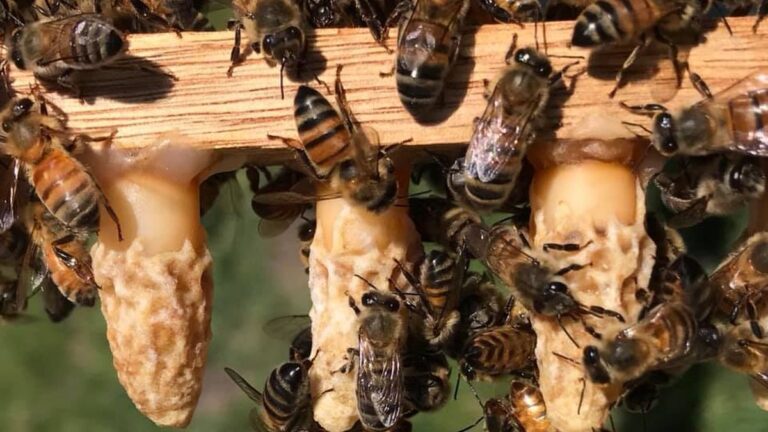 Temporada de abejas y un caso fatal: qué hay que hacer con los enjambres en Rosario?