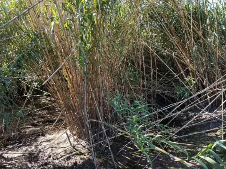 Macabro hallazgo en el canal Ibarlucea: Encuentran un cuerpo en avanzado estado de descomposición