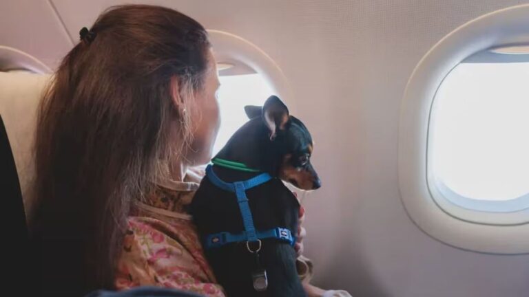 Una aerolínea perdió a un perro y la Justicia determinó que la indemnización equivale a una valija