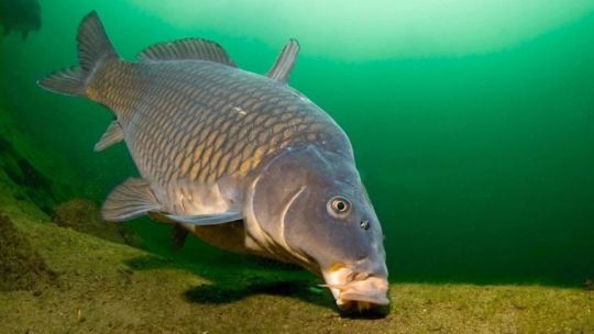 Extracción controlada de carpas: el trabajo clave para recuperar el equilibrio