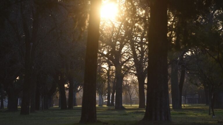 Rosario, ciudad verde: el 57 % de la superficie de la ciudad cuenta con cobertura vegetal