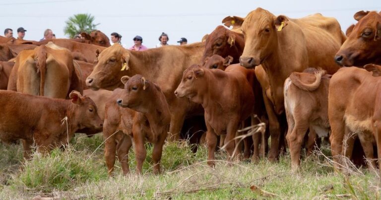 Trump, Milei y las relaciones carnales