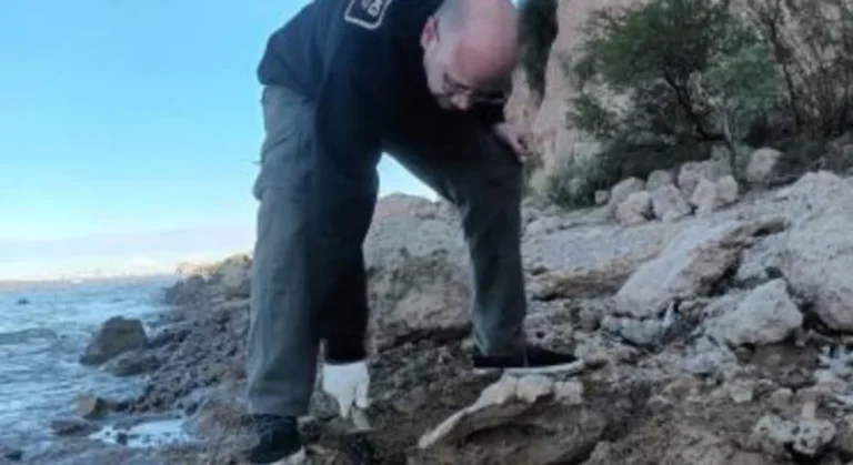 Rescatan restos fósiles de diez mil años de antigüedad en el Paraná