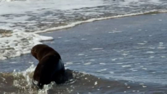 Así regresaron al mar a un lobo marino que había sido herido por un zuncho