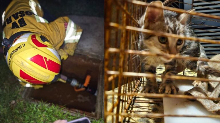 Heroico rescate de bomberos voluntarios: salvaron a una gatita atrapada en un desagüe