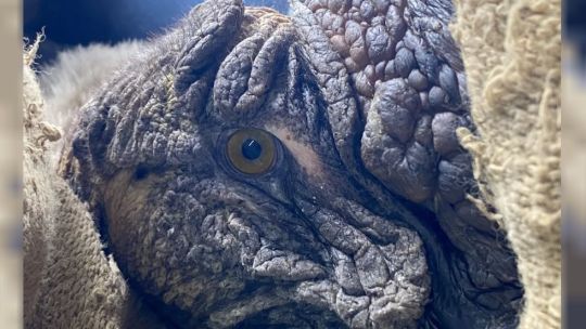 Rescatan a un cóndor andino herido en San Luis: investigan si fue víctima de un disparo